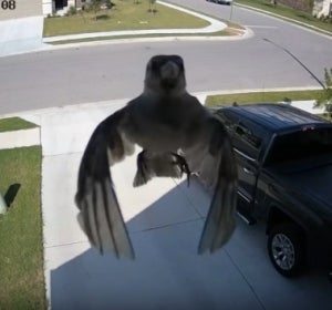 El misterioso vídeo de un pájaro levitando El misterioso vídeo de un pájaro levitando
