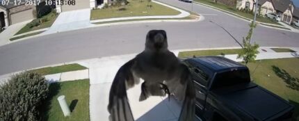 El misterioso vídeo de un pájaro levitando