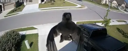 El misterioso vídeo de un pájaro levitando El misterioso vídeo de un pájaro levitando