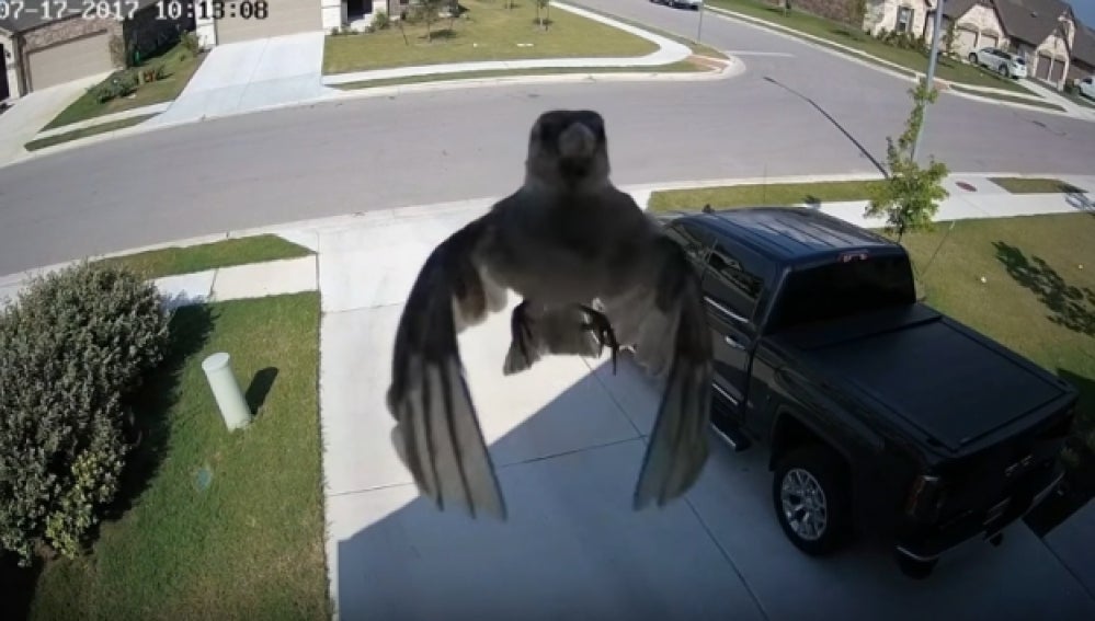 El misterioso vídeo de un pájaro levitando