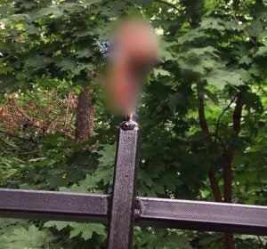 Un hombre se arranca el pene de cuajo al saltar una valla borracho Un hombre se arranca el pene de cuajo al saltar una valla borracho