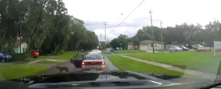 Una captura del vídeo en el que el perro es abandonado Una captura del vídeo en el que el perro es abandonado