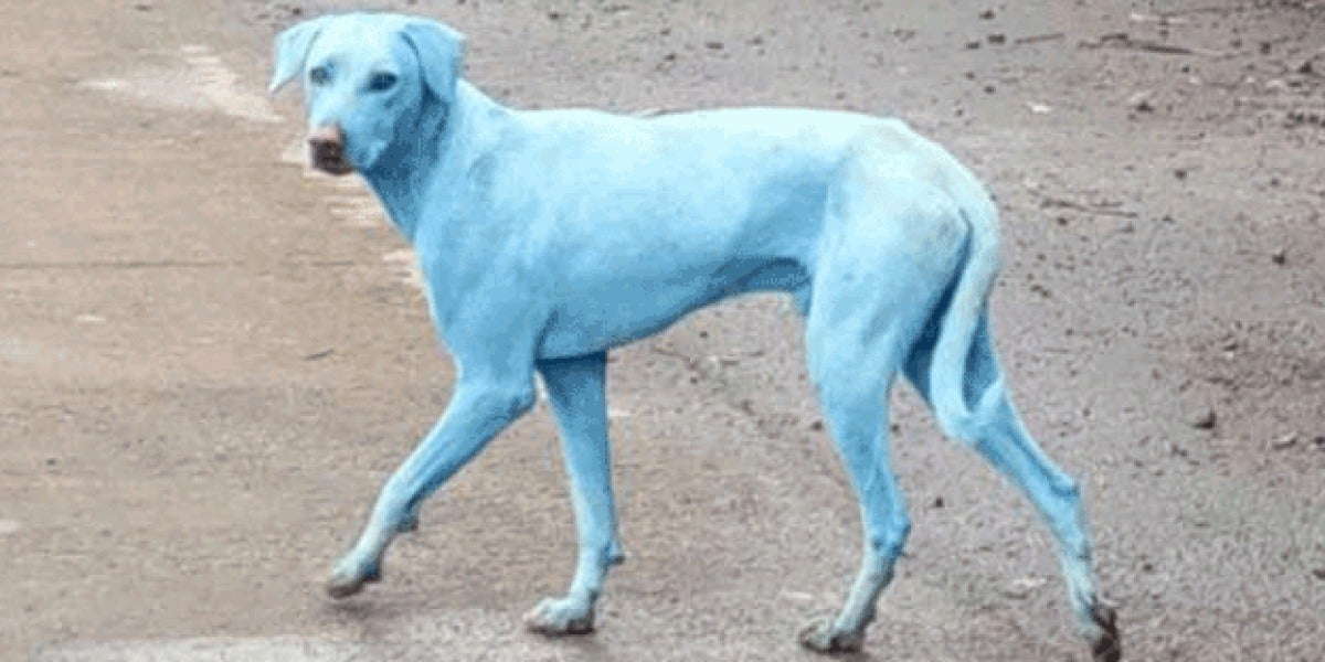 Uno de los perros afectamos por la contaminación