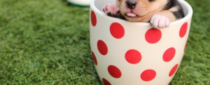 Cinco claves para que tu perro no sufra las olas de calor