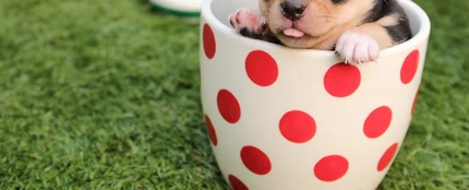 Cinco claves para que tu perro no sufra las olas de calor Cinco claves para que tu perro no sufra las olas de calor