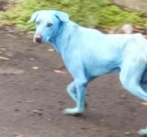 Uno de los perros afectado por la contaminación Uno de los perros afectado por la contaminación