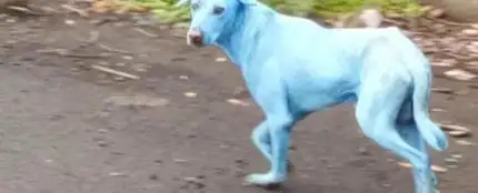 Uno de los perros afectado por la contaminación Uno de los perros afectado por la contaminación