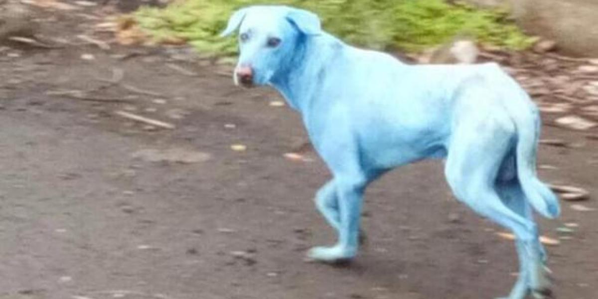 Uno de los perros afectado por la contaminación
