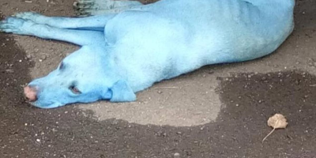 Perro víctima de la alta contaminación de un río