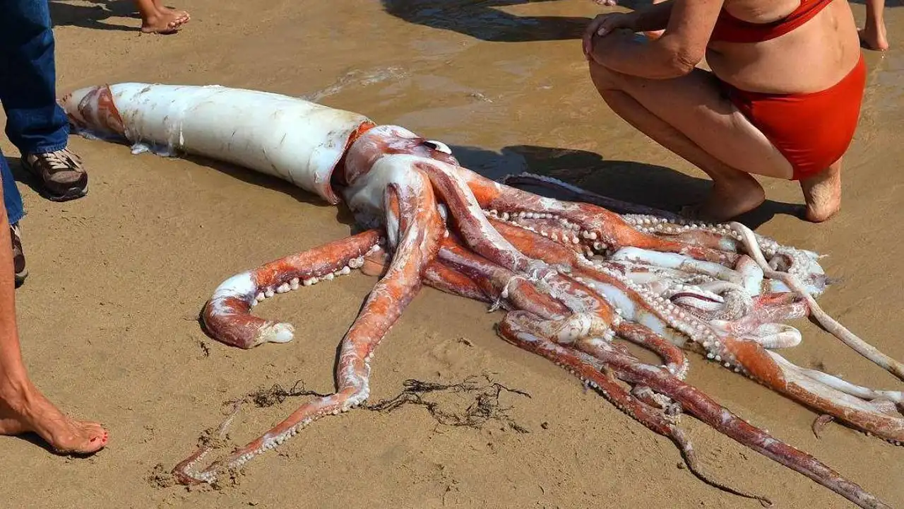 Calamar gigante aparecido en Llanes Calamar gigante aparecido en Llanes