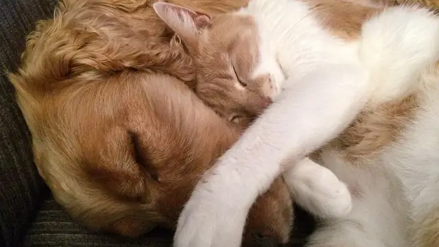 ¿Qué mascota se adapta más a tu personalidad?