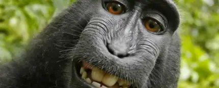 El caso del selfie 'más mono' de la historia ya está resuelto El caso del selfie 'más mono' de la historia ya está resuelto