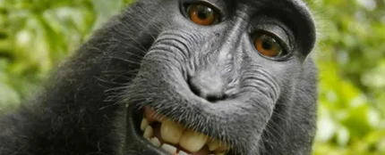 El caso del selfie 'más mono' de la historia ya está resuelto El caso del selfie 'más mono' de la historia ya está resuelto
