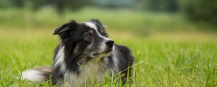 Fotograf&iacute;a de un perro