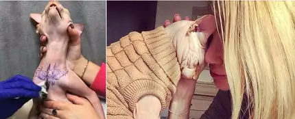 Indignación con una instagramer por tatuar a su gato para que sea "más glamuroso" Indignación con una instagramer por tatuar a su gato para que sea "más glamuroso"