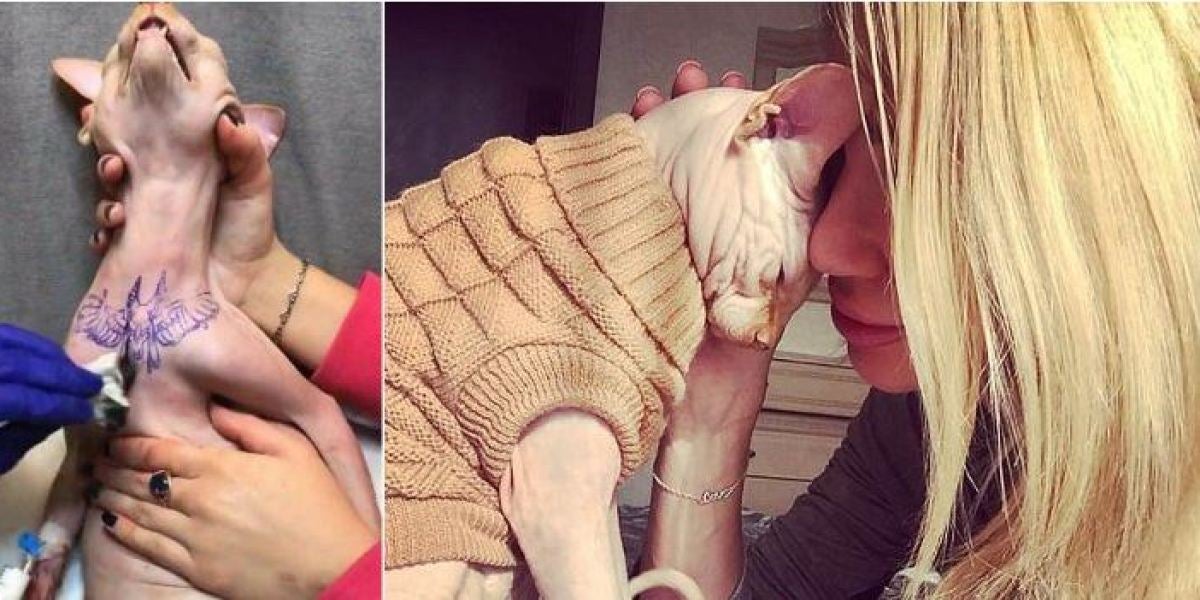 Indignación con una instagramer por tatuar a su gato para que sea "más glamuroso"