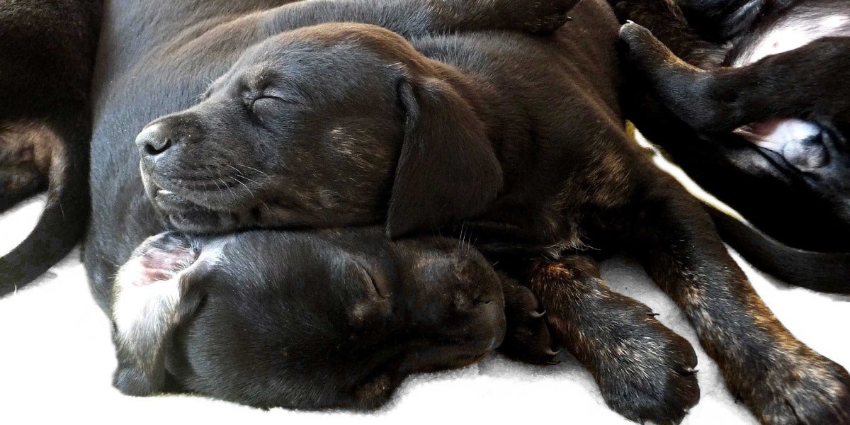 Perros durmiendo