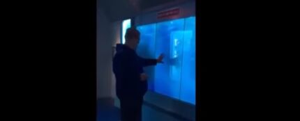 Un tiburón rompe &quot;el cristal&quot; del acuario para atacar a un visitante