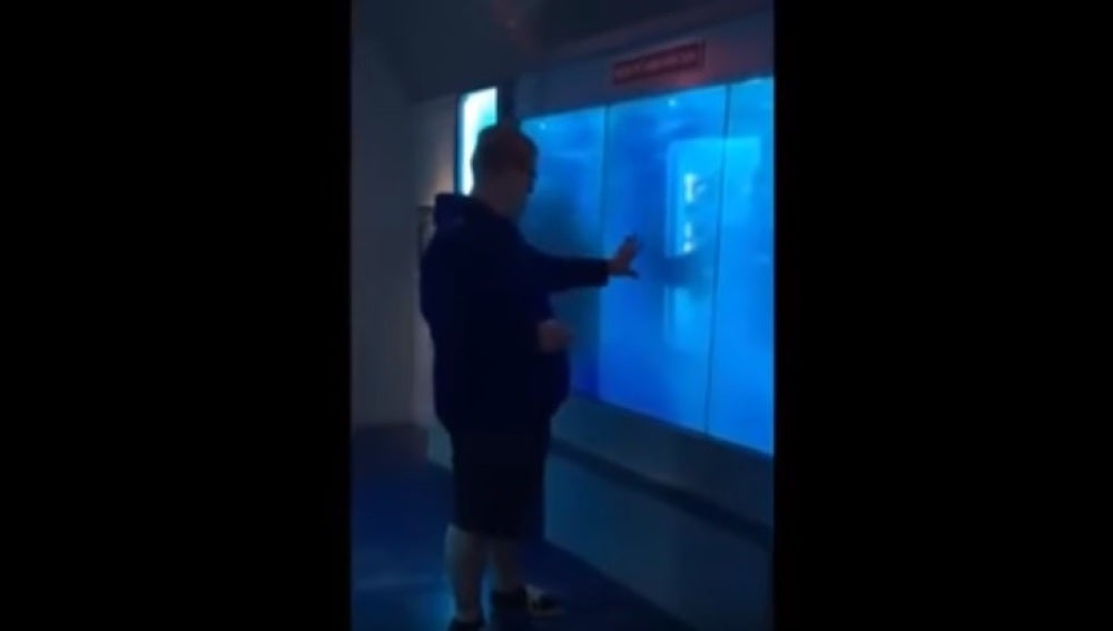 Un tiburón rompe "el cristal" del acuario para atacar a un visitante