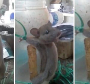 Tortura a un ratón por robarle comida Tortura a un ratón por robarle comida