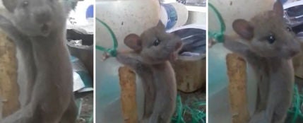 Tortura a un ratón por robarle comida