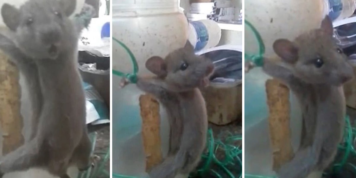 Tortura a un ratón por robarle comida