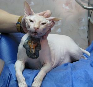 Gato tatuado Gato tatuado