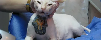 Gato tatuado Gato tatuado