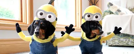 Disfraza a tu mascota para Halloween Disfraza a tu mascota para Halloween
