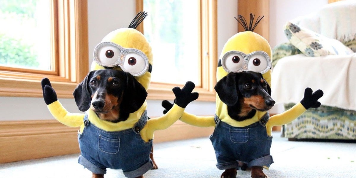 Disfraza a tu mascota para Halloween