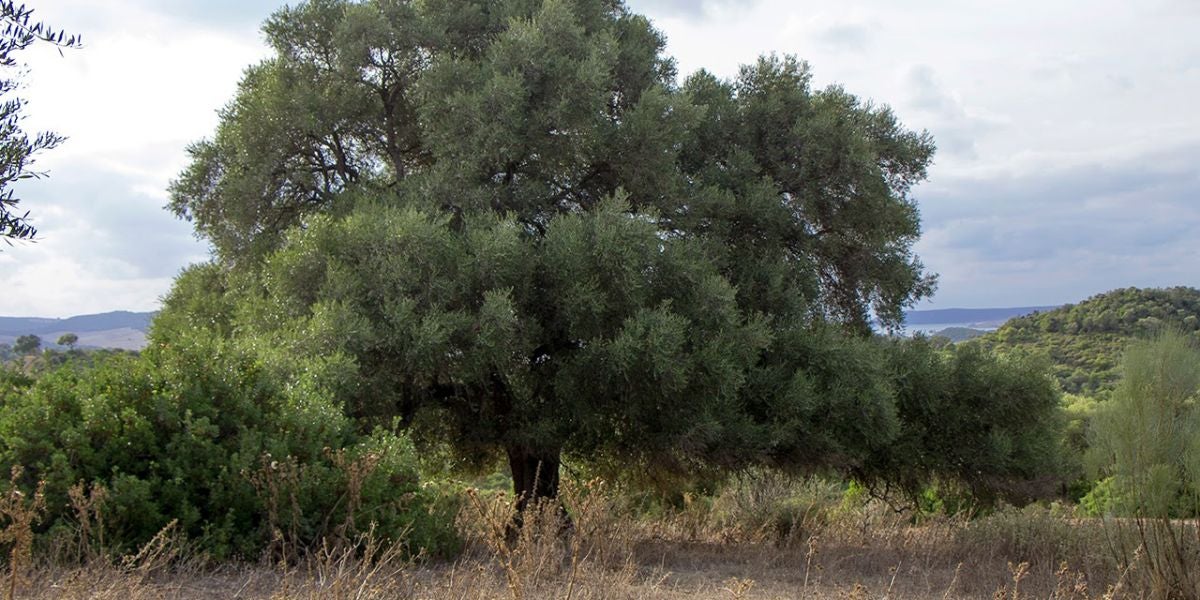 El olivo silvestre prefiere el polen lejano para su reproduccion