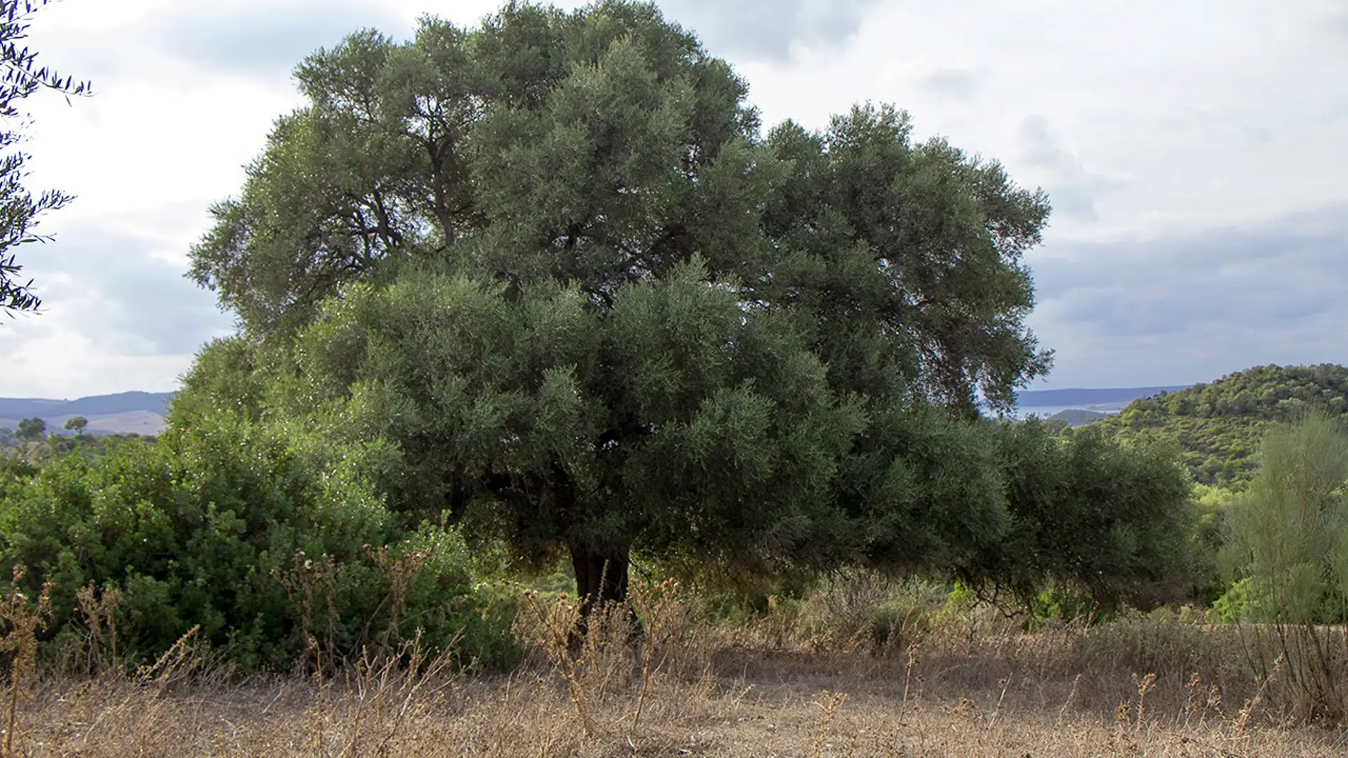 El olivo silvestre prefiere el polen lejano para su reproduccion