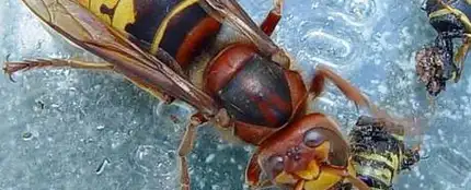 avispa asiatica avispa asiatica