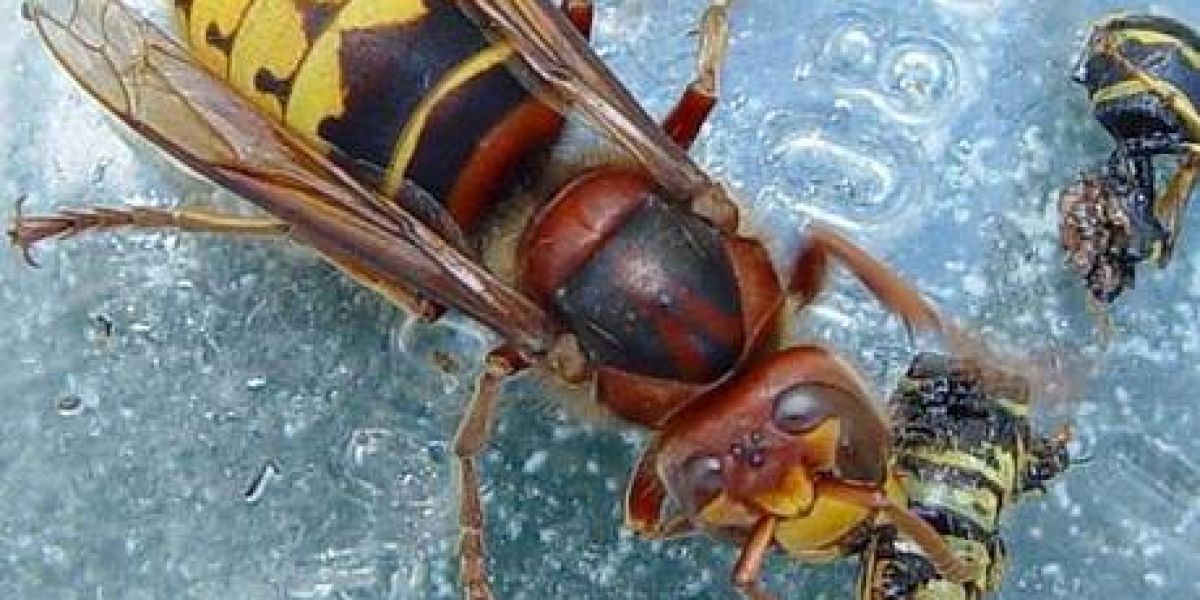 avispa asiatica