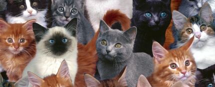Collage de gatos