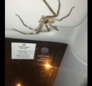 La araña que 'secuestro' a una conductora La araña que 'secuestro' a una conductora