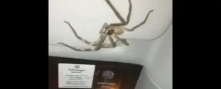 La araña que 'secuestro' a una conductora La araña que 'secuestro' a una conductora