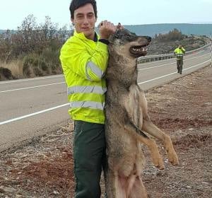 Un retén de incendios atropella a un lobo ibérico y se regocija en redes sociales Un retén de incendios atropella a un lobo ibérico y se regocija en redes sociales