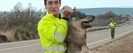 Un retén de incendios atropella a un lobo ibérico y se regocija en redes sociales Un retén de incendios atropella a un lobo ibérico y se regocija en redes sociales