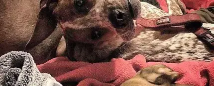 Ilusión óptica canina Ilusión óptica canina