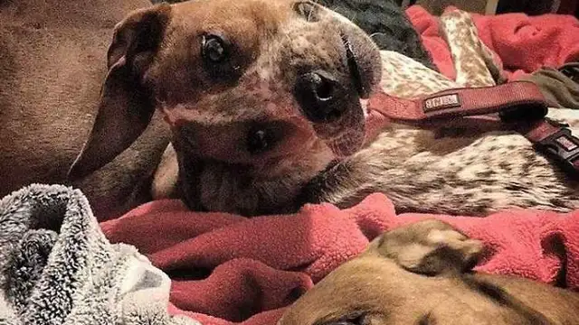 Ilusión óptica canina