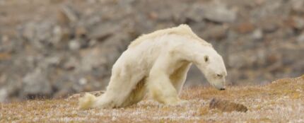Un oso polar muere de hambre en la isla de Baffin, Canadá
