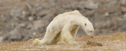 Un oso polar muere de hambre en la isla de Baffin, Canadá Un oso polar muere de hambre en la isla de Baffin, Canadá