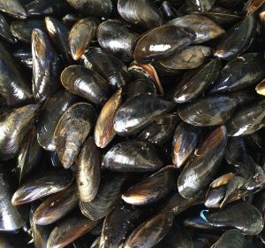 Mejillones Mejillones