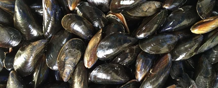Mejillones Mejillones