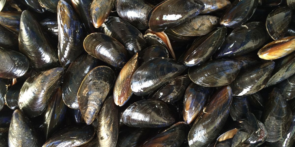 Mejillones