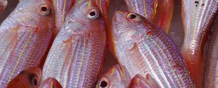 pescado_643x397 pescado_643x397