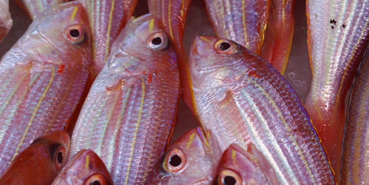 pescado_643x397