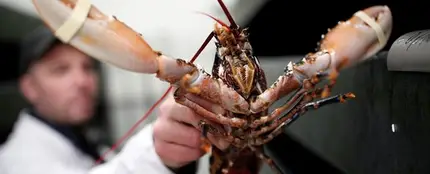 Una langosta a punto de ser cocinada Una langosta a punto de ser cocinada