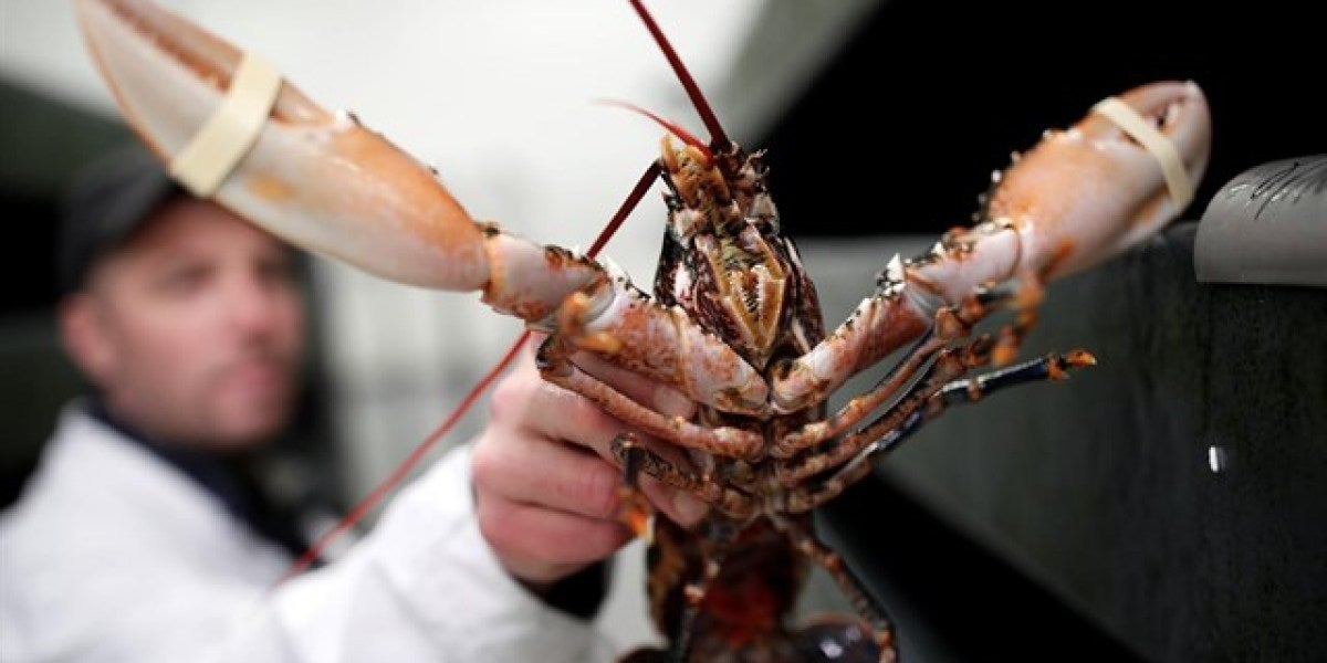 Una langosta a punto de ser cocinada